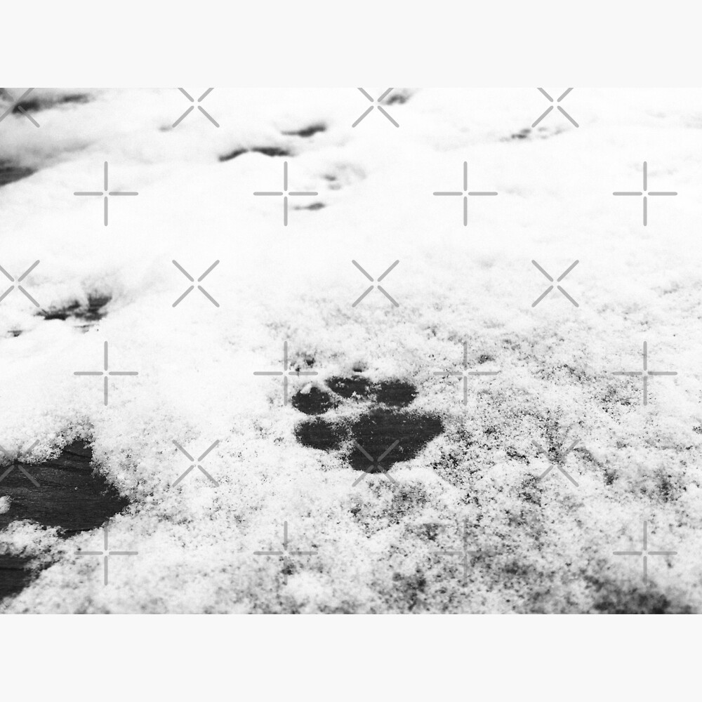 Dog Paw Print - Black And White — Poster