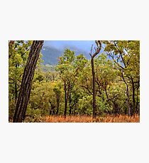 Australian Bush Photographic Print