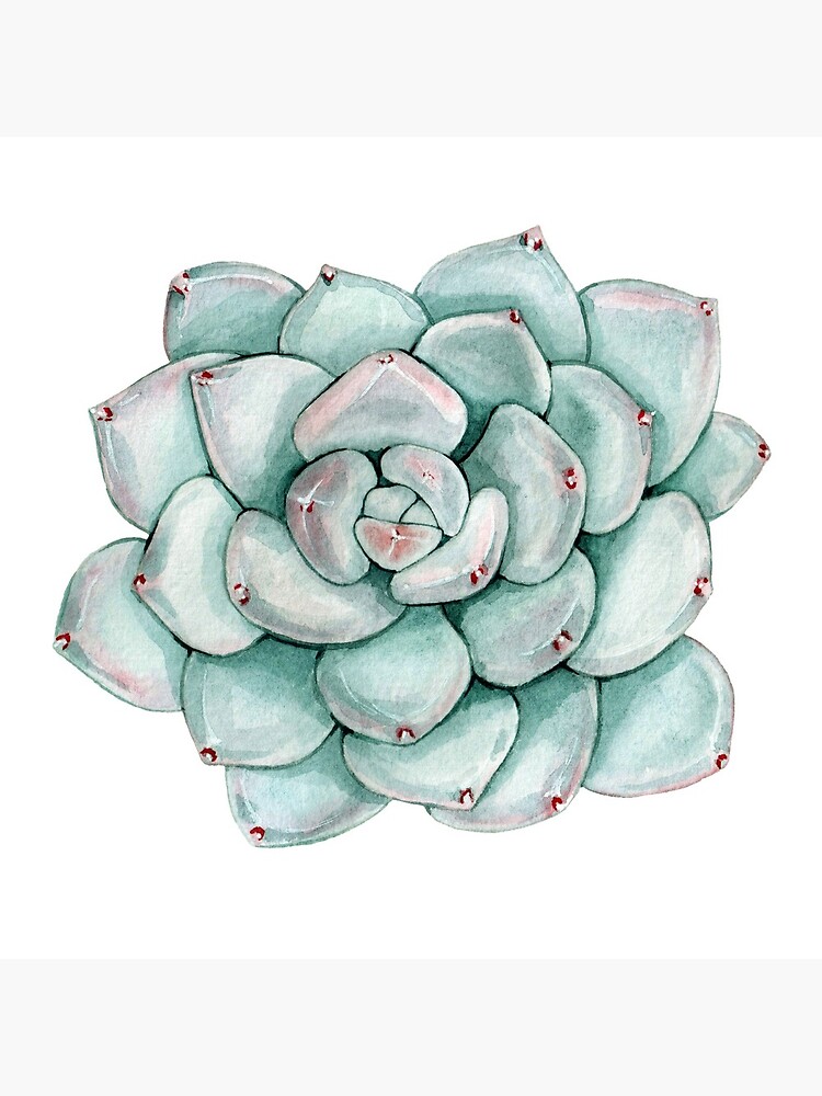 Succulent, watercolor by SouthPrints