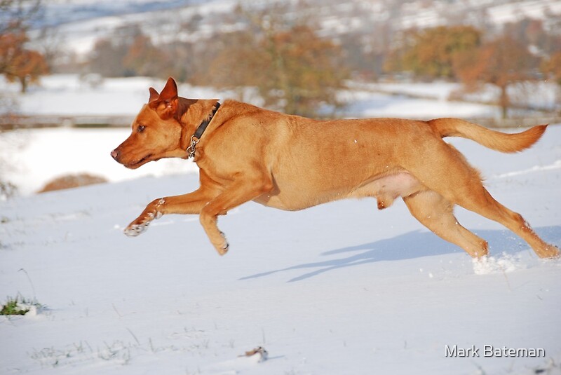 "Fox Red Labrador In Action" by Mark Bateman | Redbubble