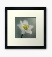 Helleborus niger Framed Print