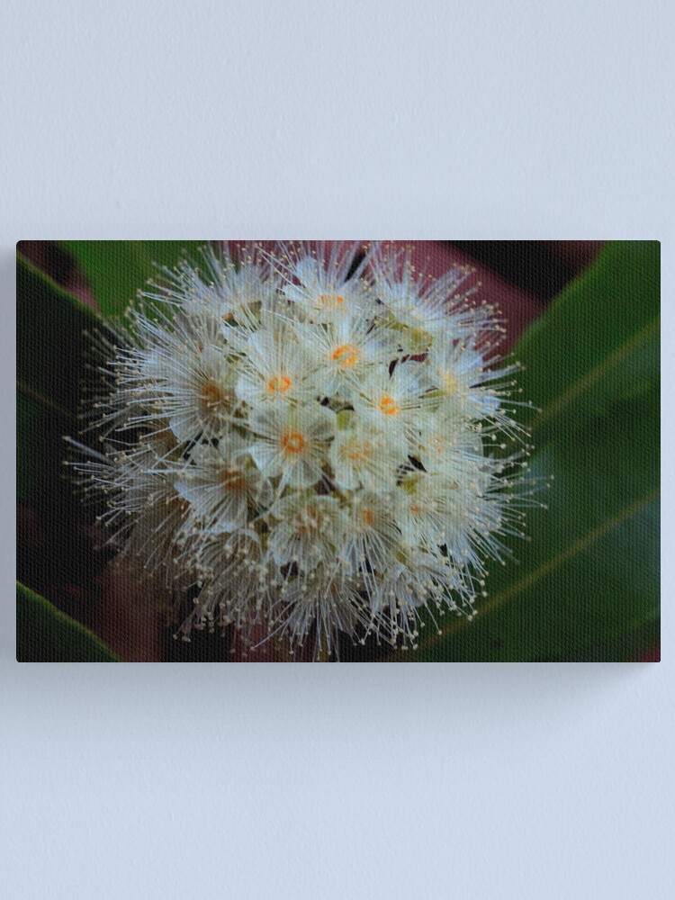 Alternate view of Backhousia citriodora Canvas Print