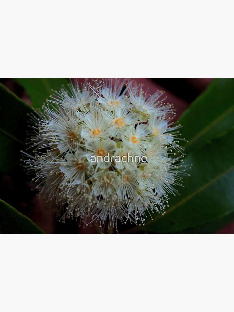 Backhousia citriodora by andrachne