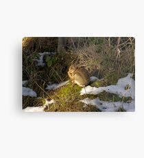 rabbit in the snow 2 Metal Print