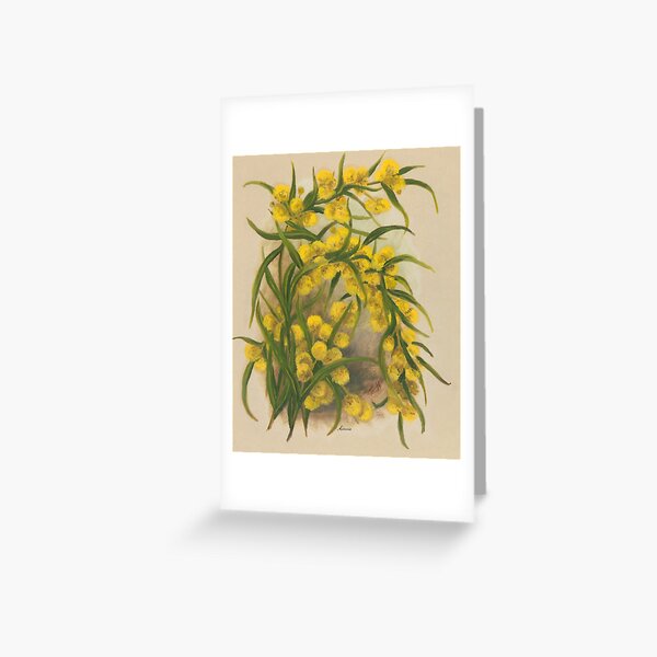 Western Australia wild flower Acacia State Library of Western Australia Greeting Card