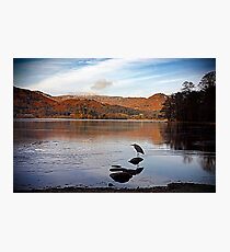 Heron Photographic Print