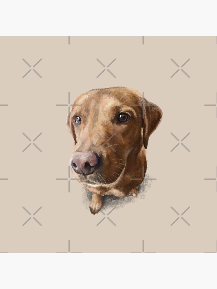 Finn the Labrador by elspethrose