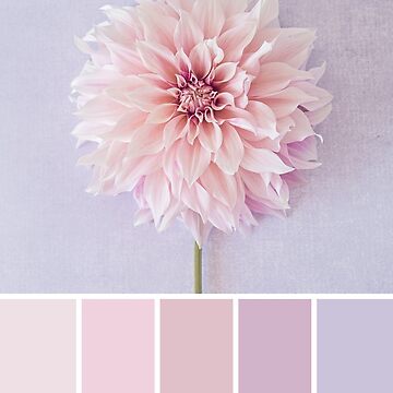 Light pink color palette, pastel colors
