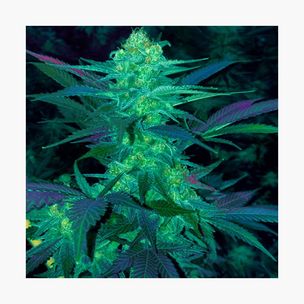 Stoner Colorful Cannabis Marijuana Plants Print