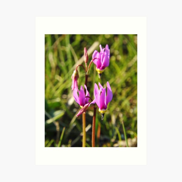 Shooting Stars Art Print
