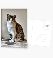 Pussy Galore! ~ Pepper ~ Postcards