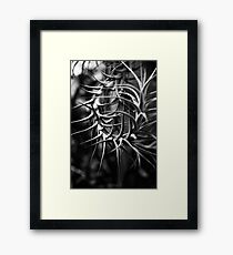 Spine Framed Print