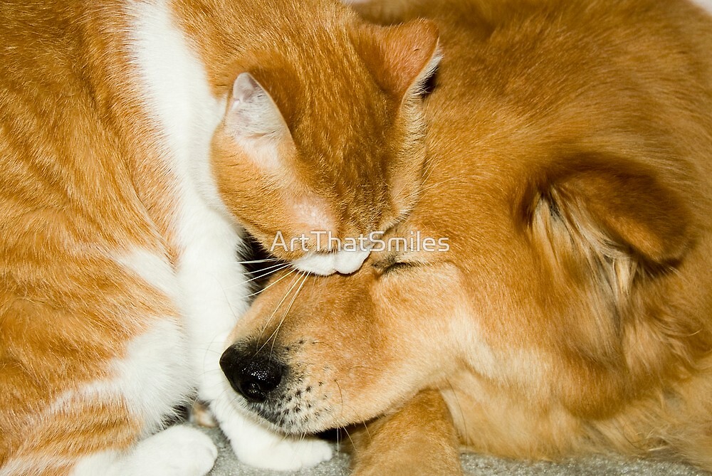 Companions" cat and dog snuggling" by ArtThatSmiles