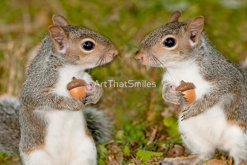 ""Squirelling Away" eastern gray squirrels with acorns" by