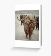 Highlands Snow Coo Greeting Card
