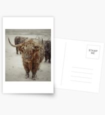 Highlands Snow Coo Postcards