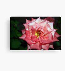 Explosive color Canvas Print