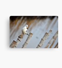 Syberian Guy...SOLD, EXPLORE Featured Work, Got Featured Work Canvas Print