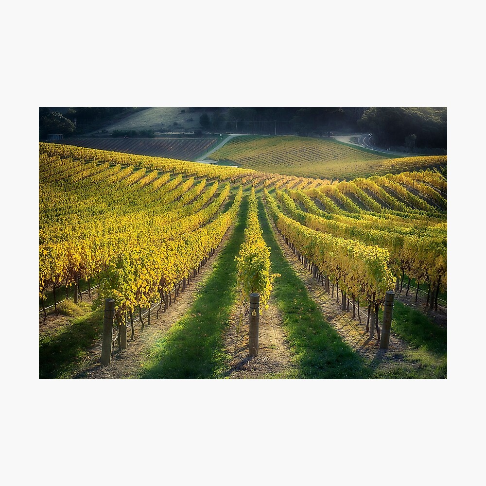 In Vino Veritas IV Photographic Print