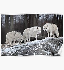 Wolf Pack Poster