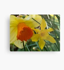 Daffodils of different sizes - Metal Print