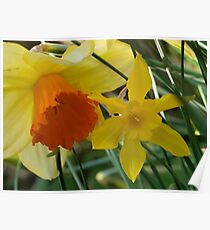 Daffodils of different sizes - Poster