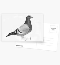Pidgeon Postcards