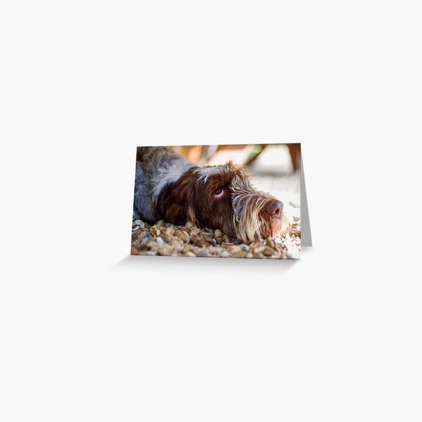 Brown Roan Italian Spinone Dog Head Shot Greeting Card