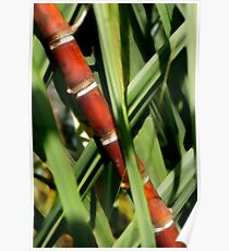 Red Bamboo Poster
