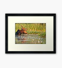 Moose In The Marsh Framed Print