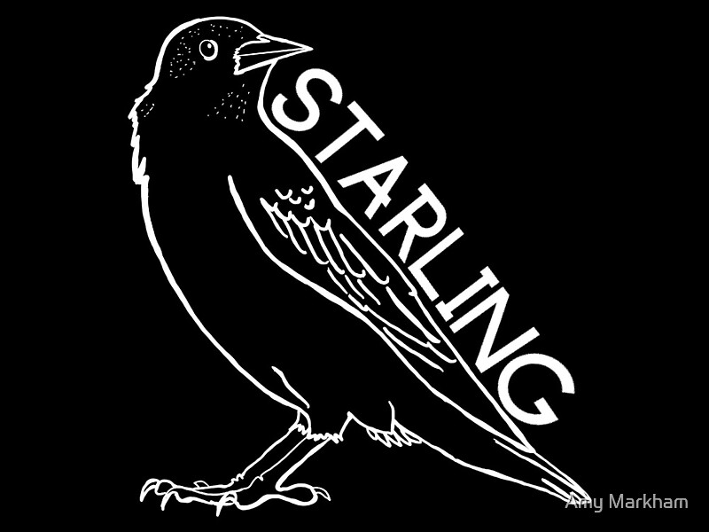 ‘Starling Blackbird ’ by Amy Markham