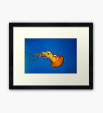 Life Aquatic Framed Print