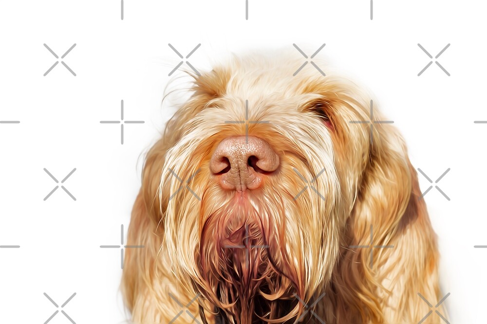 Orange and White Italian Spinone Dog Head Shot iphone 11 case Orange and White Italian Spinone Dog Head Shot iphone 11 case