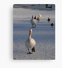 Feeding Time Canvas Print