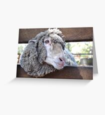 Baa Baa Greeting Card