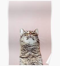 Schöne Katze aufzublicken Poster