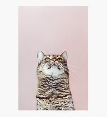 Beautiful cat looking up Photographic Print