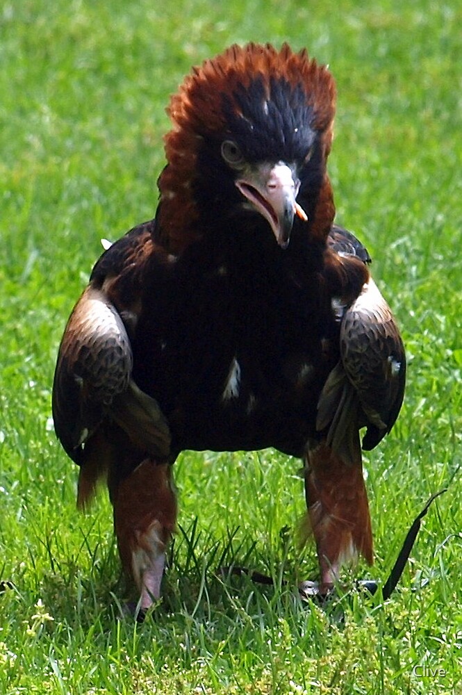 "Australian Wedge Tailed Eagle" by Clive | Redbubble