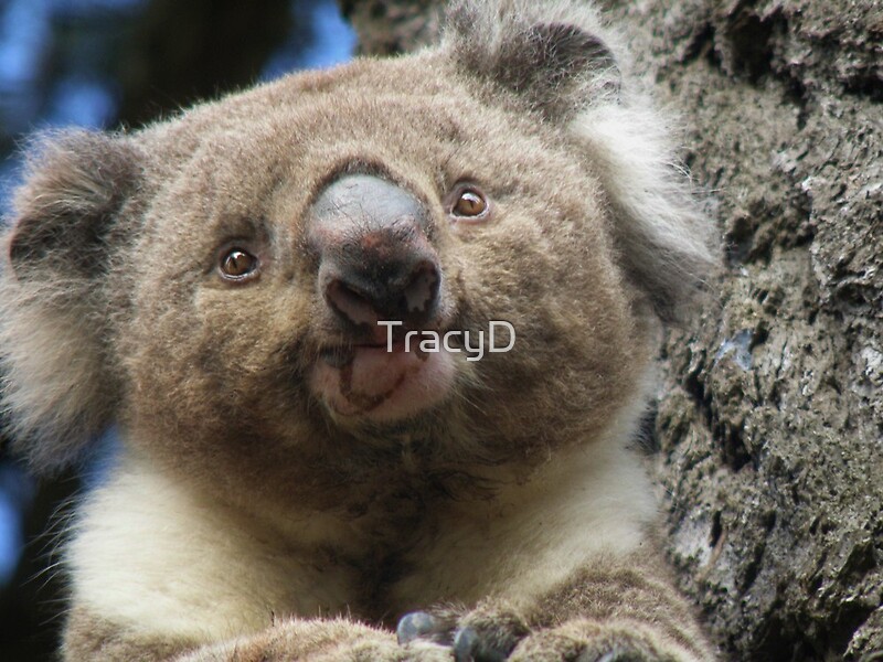 "Koala Cutie!" by TracyD | Redbubble