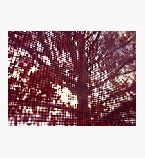 Screen Photographic Print