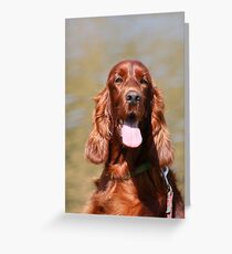 Irischer Setter II Grußkarte