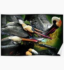 Pelican fight II Poster