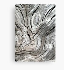 DRIFTWOOD STUDY 2 Canvas Print