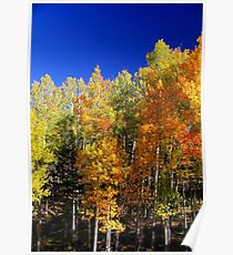 Fall Aspens Poster