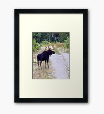 Bull Maine Moose Framed Print