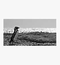 penguin Photographic Print