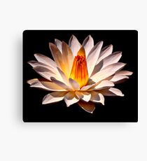 Yellow Glow Fragrant Water Lily Canvas Print