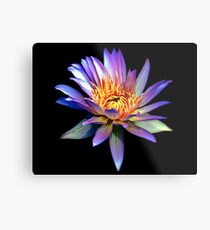Luminous Blue Water Lily Metal Print