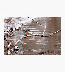 Kingfisher Photographic Print