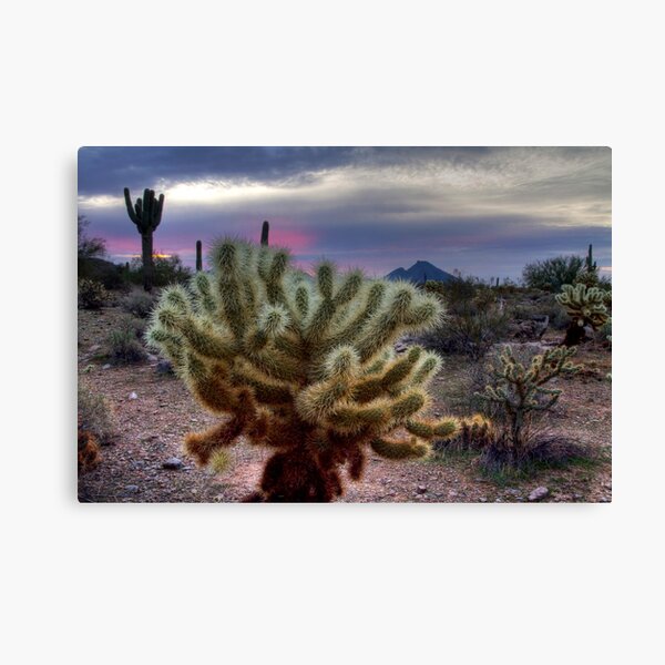 Sonoran Sunrise Canvas Print